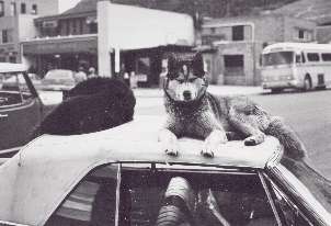 Dogs in Aspen