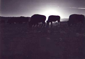 Buffalo in the high country