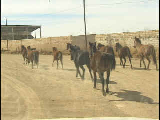 Wild horses ran down the street in front of our clinic