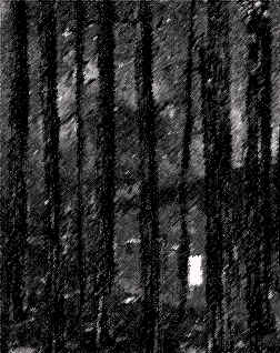The house's window light stood out through the dark forest